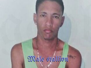 Male_stallion